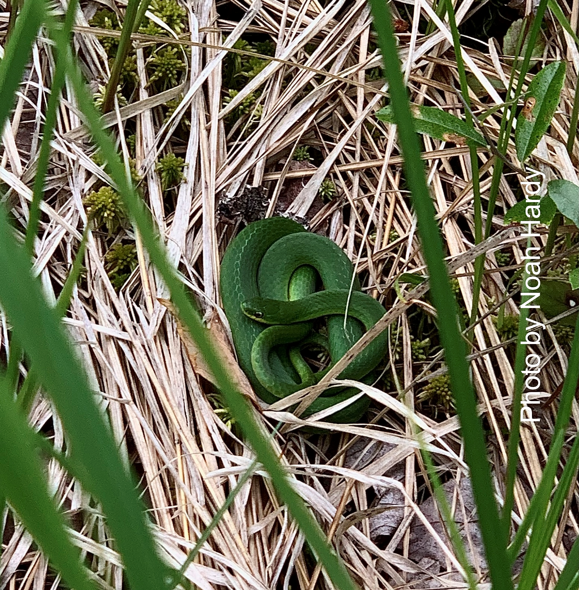 Smooth Green snake  Herp Sighting Reports